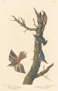 Brown Creeper e californiano Nuthatch, 1838. de Robert Havell