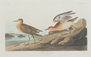 Maçarico-de-peito-amarelo, 1835. de Robert Havell