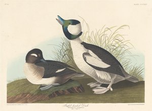 Pato com cabeça de búfalo, 1836. de Robert Havell