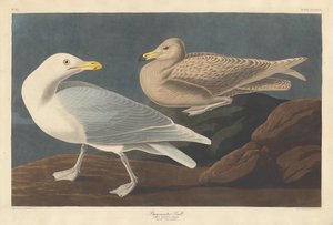 Gaivota do burgomestre, 1837. de Robert Havell