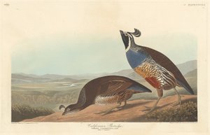 Perdiz californiana, 1838. de Robert Havell