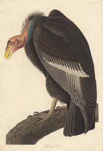 Abutre da Califórnia, 1838. de Robert Havell