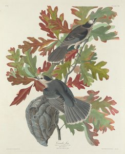 Canadá Jay, 1831. de Robert Havell