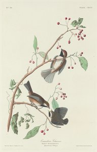 Titmouse canadense, 1834. de Robert Havell