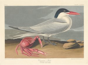 Cayenne Tern, 1835. de Robert Havell