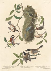 Titmouse de dorso castanho, chapim-de-cabeça-preta e chapim-de-coroa-castanha, 1837. de Robert Havell