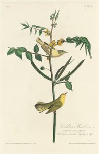 Toutinegra infantil, 1828. de Robert Havell