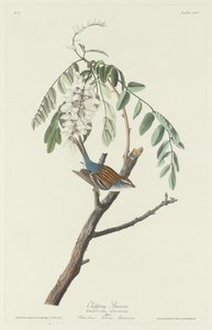 Chipping Sparrow, 1831. de Robert Havell