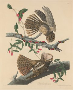 Viúva de Chuck Will, 1829. de Robert Havell