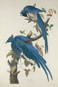 Columbia Jay, 1830. de Robert Havell