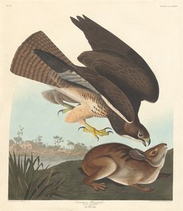 Urubu-comum, 1837. de Robert Havell