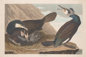 Corvo-marinho-comum, 1835. de Robert Havell