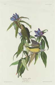 Toutinegra de Connecticut, 1832. de Robert Havell