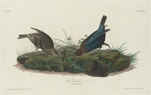 Estamenha de vaca, 1830. de Robert Havell