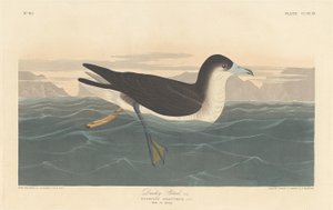 Petrel escuro, 1836. de Robert Havell