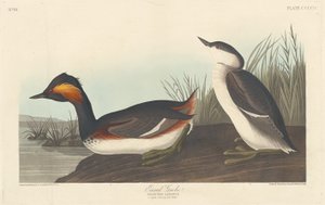 Grebe orelhudo, 1838. de Robert Havell