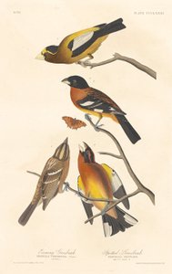 Grosbeak da noite e Grosbeak manchado, 1837. de Robert Havell