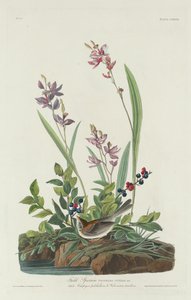 Pardal do Campo, 1832. de Robert Havell