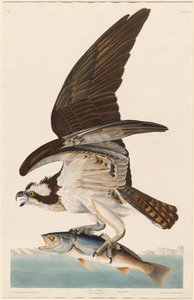 Falcão de Peixe, 1830. de Robert Havell