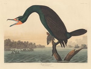 Cormorant da Flórida, 1835. de Robert Havell