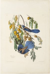 Flórida Jay de Robert Havell