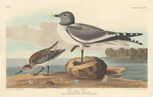 Gaivota de cauda bifurcada, 1835. de Robert Havell