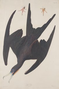 Fragata Pelicano, 1835. de Robert Havell