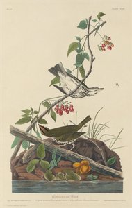 Tordo-de-coroa-dourada, 1832. de Robert Havell