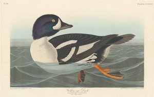 Pato Olho Dourado, 1838. de Robert Havell