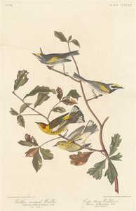 Toutinegra-de-asa-dourada e toutinegra de Cape May, 1838. de Robert Havell