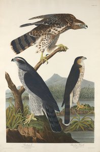Açor e Stanley Hawk, 1832. de Robert Havell