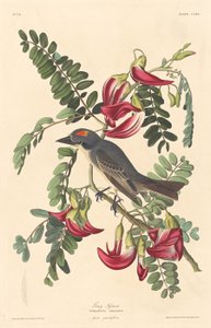 Gray Tyrant, 1833. de Robert Havell