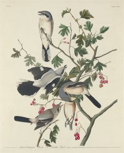 Grande Picanço Americano ou Pássaro Carniceiro, 1834. de Robert Havell