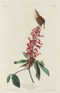 Grande Carolina Wren, 1830. de Robert Havell