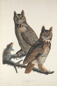 Grande Coruja Chifruda, 1829.