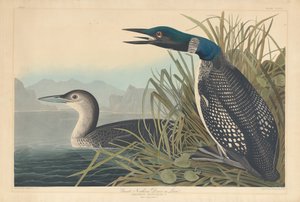 Great Northern Diver ou Loon, 1836. de Robert Havell