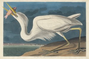 Grande Garça Branca, 1835. de Robert Havell