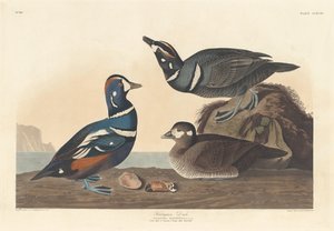 Pato Arlequim, 1836. de Robert Havell