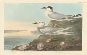 Tern de Havell e Tern de Trudeau, 1838. de Robert Havell