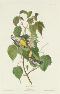 Toutinegra de cicuta, 1832. de Robert Havell