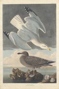Gaivota de arenque, 1836. de Robert Havell