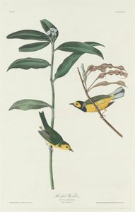 Toutinegra com capuz, 1831. de Robert Havell