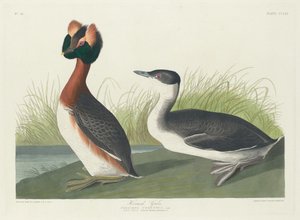Grebe Chifrudo, 1835. de Robert Havell
