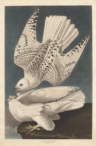 Islândia ou Jer Falcon, 1837. de Robert Havell