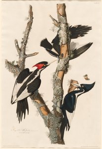 Pica-pau-de-bico-marfim, 1829. de Robert Havell