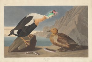Pato Rei, 1835.