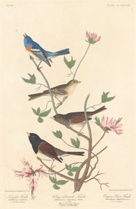 Lazuli Finch, Clay-colored Finch e Oregon Snow Finch, 1837.