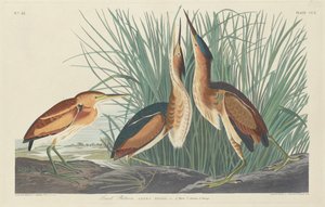 Least Bittern, 1834. de Robert Havell