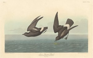 Petrel Menos Tempestuoso, 1836. de Robert Havell