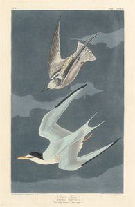Garajau Menor, 1836. de Robert Havell